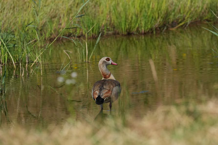 Nilgans – Foto: Christoph Elsner