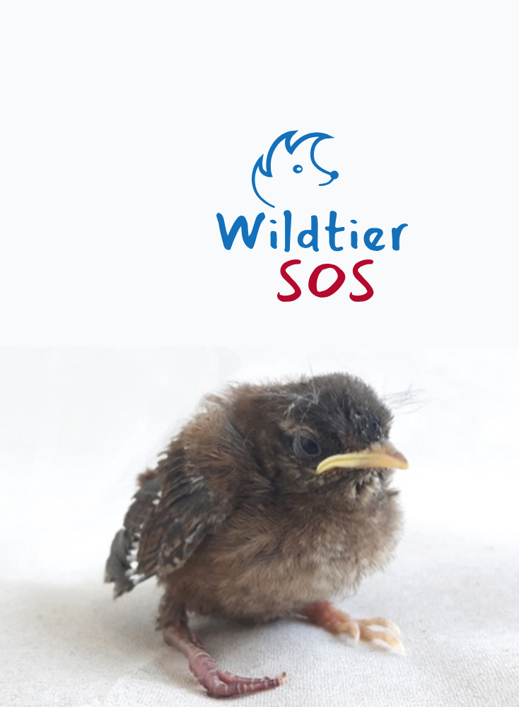 Neue App: Wildtier SOS