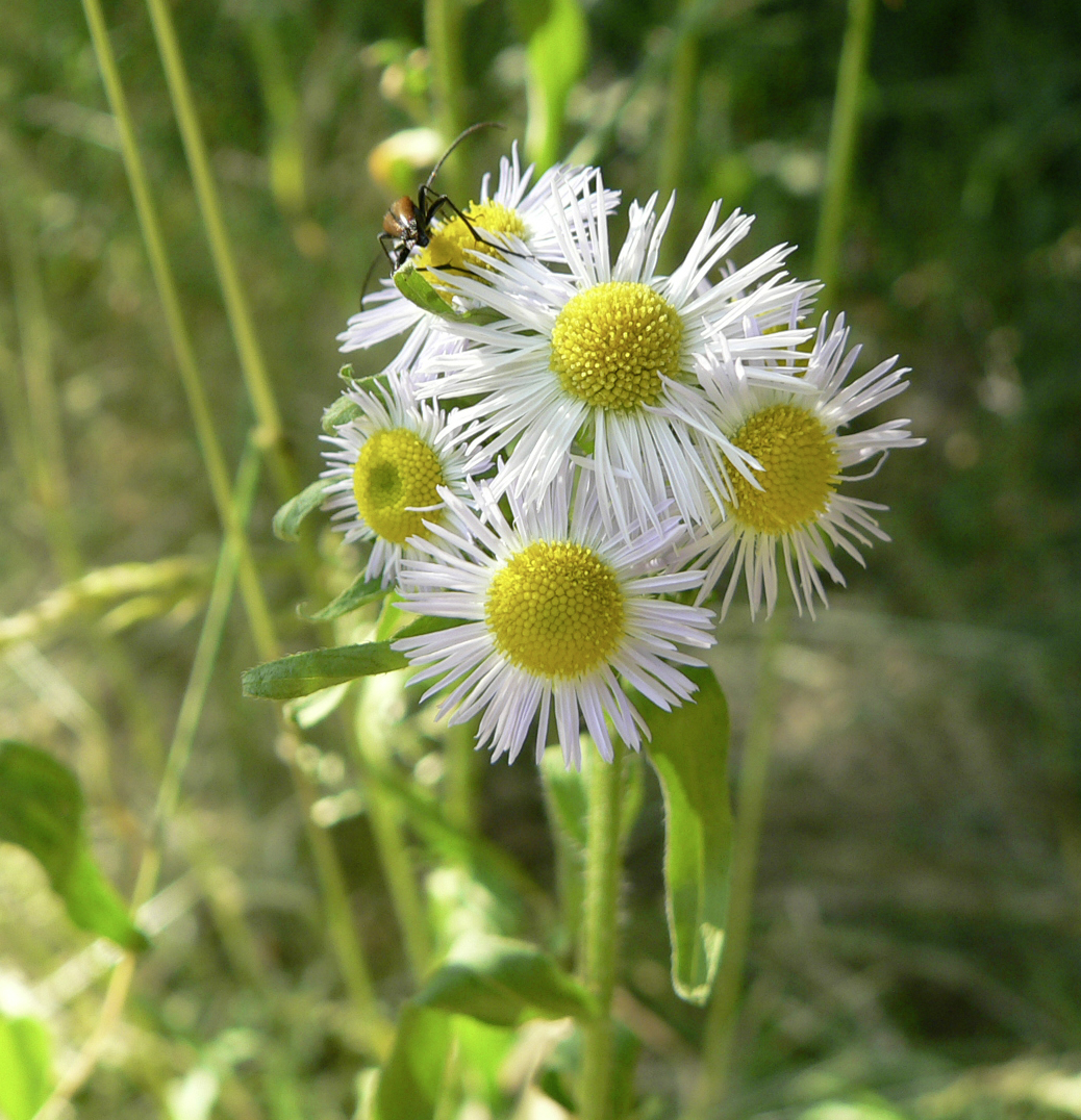 Botanische Exkursion: Neophyten