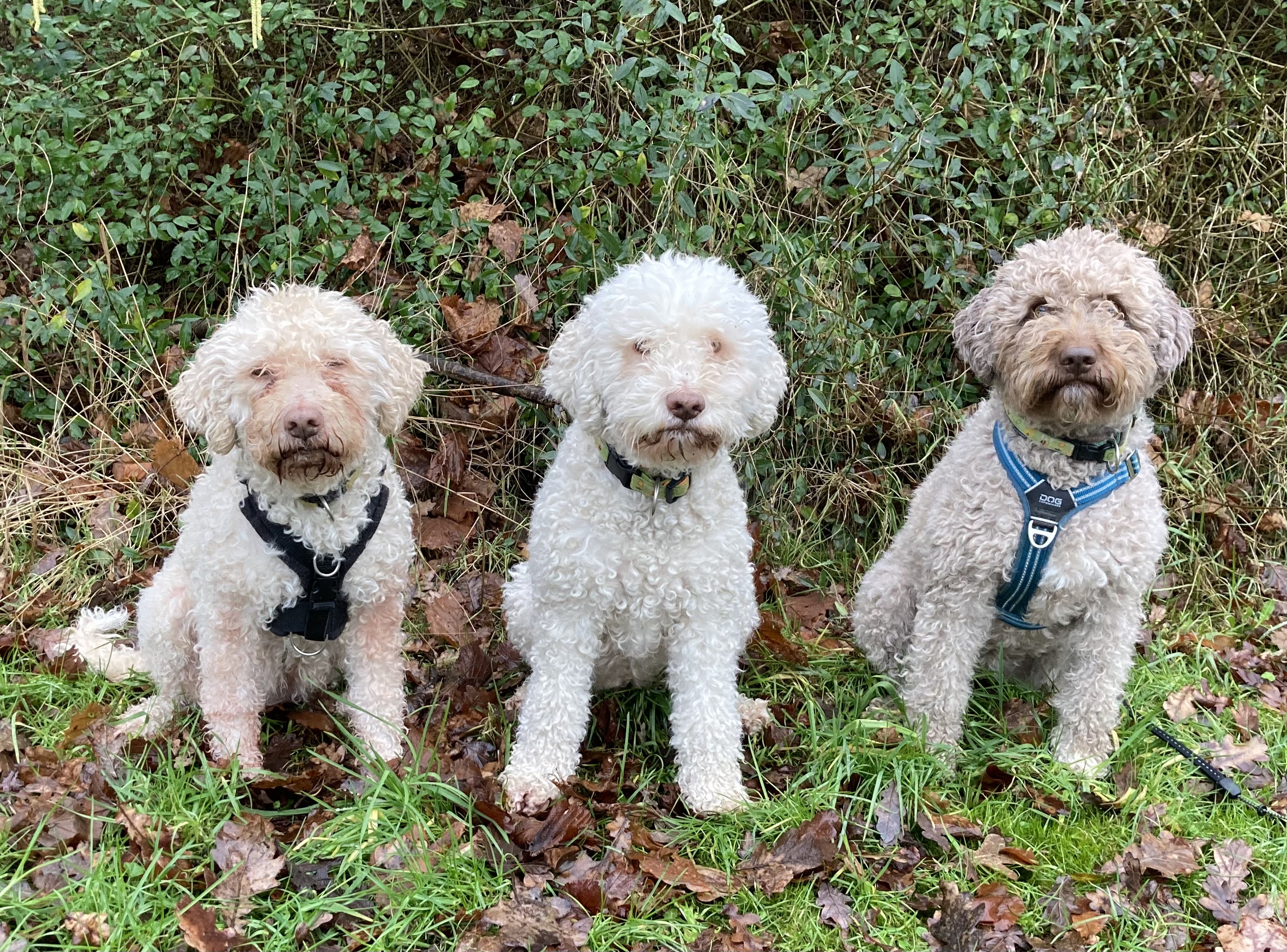 Lagotto Romagnolo De Wollige Hond
