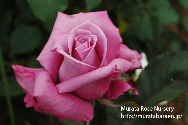 薔薇　アメジストドーム アメジスト - 村田ばら園 Murata Rose Nursery