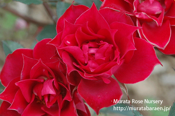 ビューティー シークレット - 村田ばら園 Murata Rose Nursery