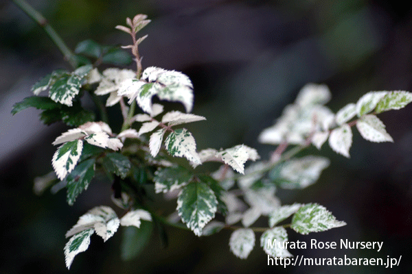 斑入りノバラ(五色イバラ) - Rosa wichurana variegata