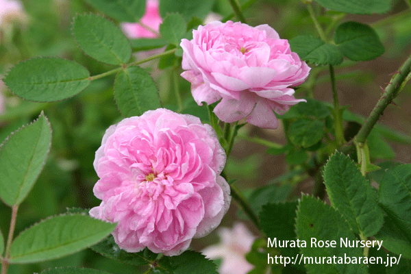 ローズ ド モー - Rose de Meaux