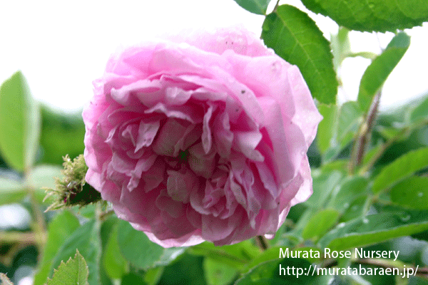 ロサ ケンティフォリア ムスコーサ - Rose centifolia muscosa