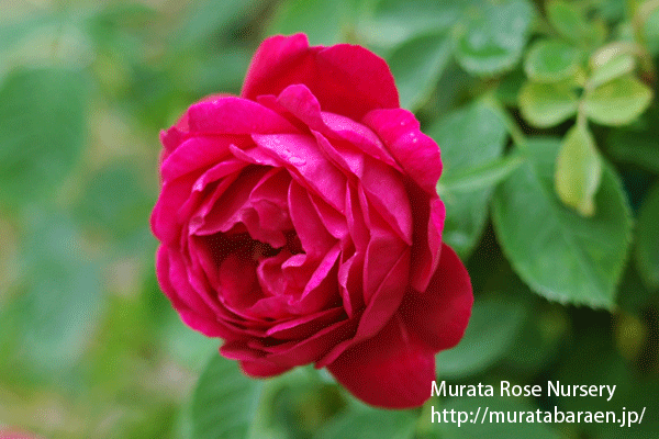 ジェネラル ジャックミノ - 村田ばら園 Murata Rose Nursery
