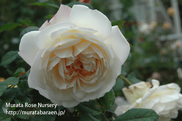 グルス アン アーヘン - 村田ばら園 Murata Rose Nursery
