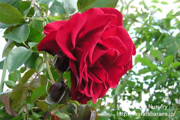 ダブリンベイ 村田ばら園 Murata Rose Nursery ダブリンベイ 村田ばら園 Murata Rose Nursery