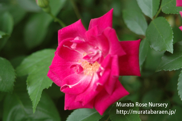 ロサ キネンシス ブッシュ - Rosa chinensis Bush