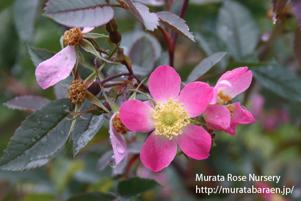 ロサ ルブリフォリア - Rosa rubrifolia