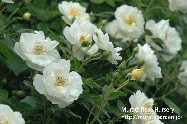 シティー オブ ヨーク 村田ばら園 Murata Rose Nursery