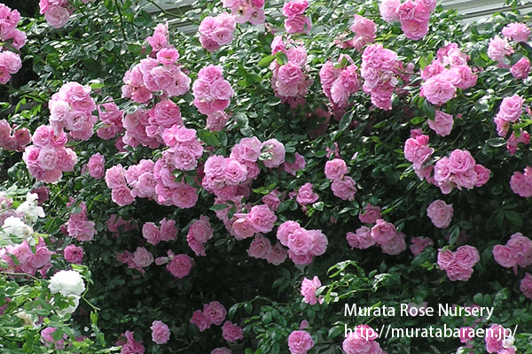 春がすみ 村田ばら園 Murata Rose Nursery