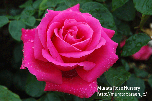 マリア カラス - 村田ばら園 Murata Rose Nursery