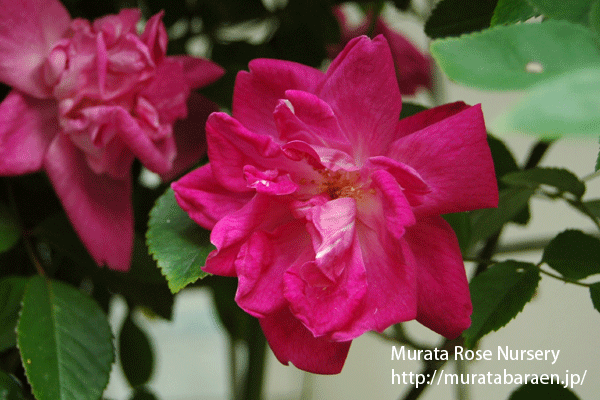 ロサ キネンシス - 村田ばら園 Murata Rose Nursery