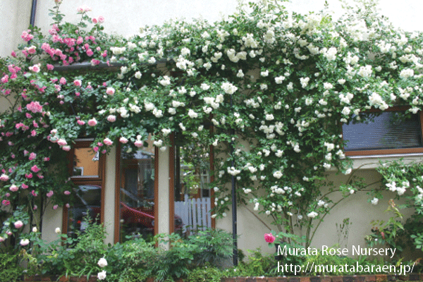 つるバラの剪定誘引手順 村田ばら園 Murata Rose Nursery