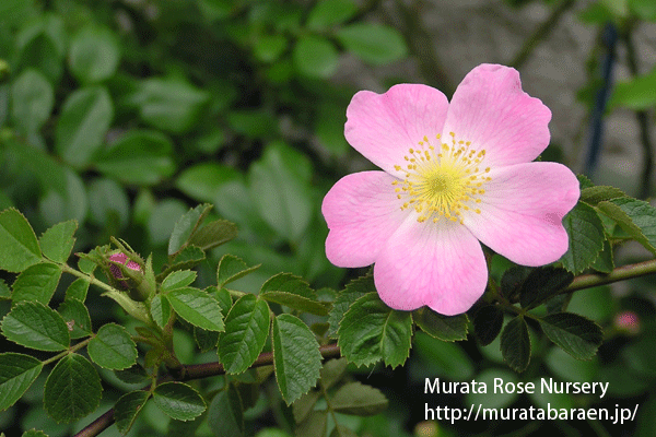 ロサ エグランテリア - Rosa eglanteria