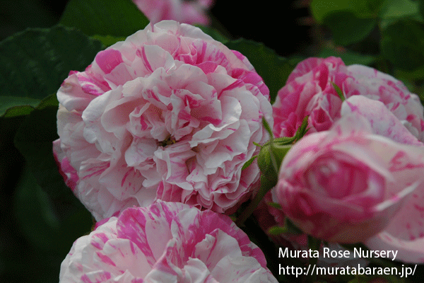 ロサ ケンティフォリア バリエガタ - Rosa centifolia variegata