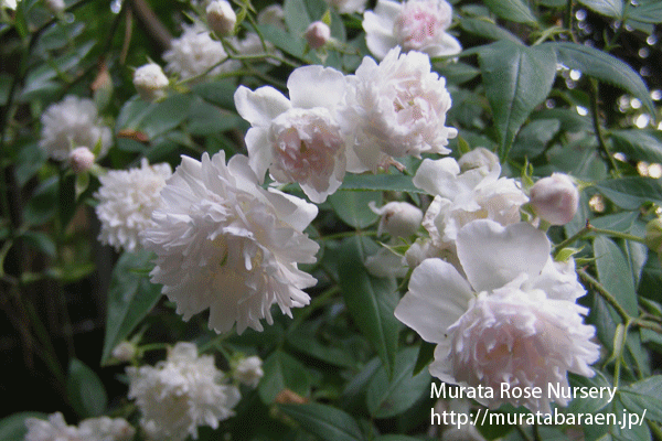 ロサ アネモネフローラ - Rosa anemoneflora