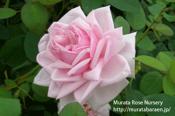 ハイブリッド ティー - Hybrid Tea #03