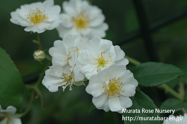 ランブリング レクター - Rambling Rector