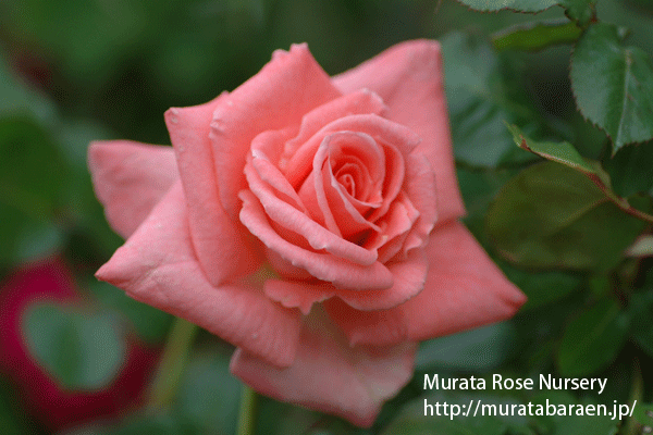 ソニア - 村田ばら園 Murata Rose Nursery