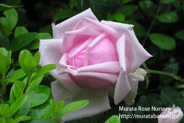 古花銘花への誘い Vol.1 - 村田ばら園 Murata Rose Nursery