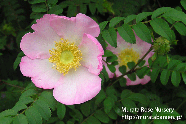 さんしょうばら - Rosa roxburghii hirtula