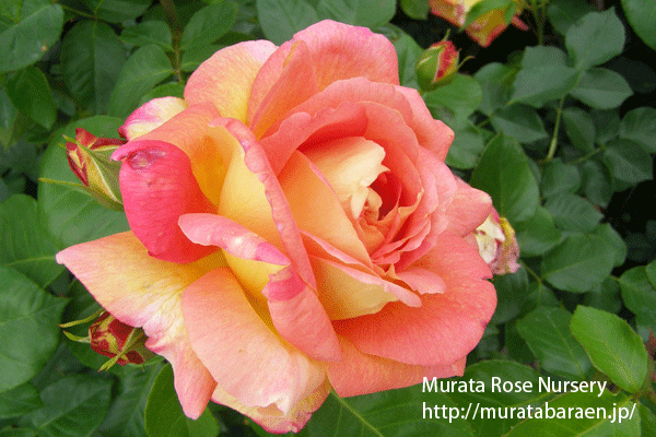 ラジオ - 村田ばら園 Murata Rose Nursery