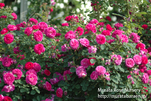 オールドローズとは 村田ばら園 Murata Rose Nursery