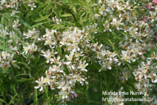 しょうのすけばら - Rosa multiflora watsoniana