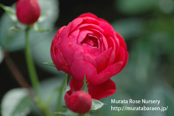 レッド マザーズディ - 村田ばら園 Murata Rose Nursery