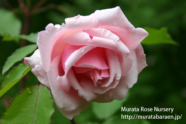 古花銘花への誘い Vol.1 - 村田ばら園 Murata Rose Nursery