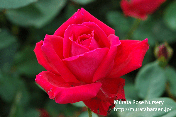 クリスチャン ディオール - 村田ばら園 Murata Rose Nursery
