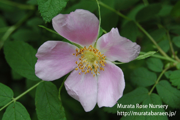 ロサ ニッポネンシス - Rosa nipponensis