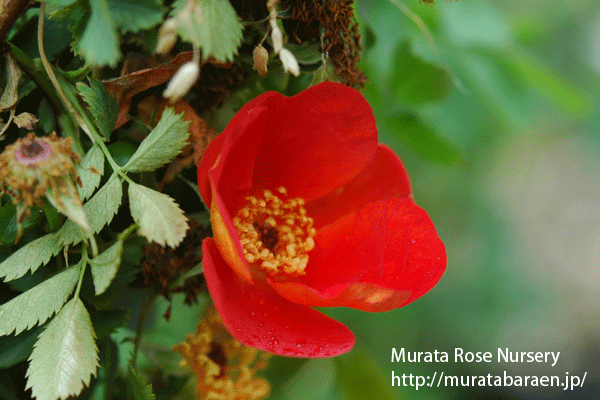 ロサ フェティダ ビカラー - Rosa foetida bicolor