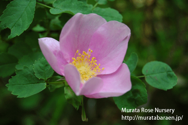 ロサ シナモメア - Rosa cinnamomea