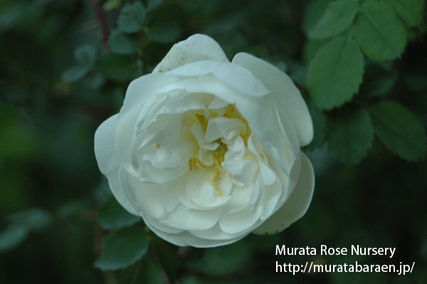 ロサ スピノシシマ ダブルホワイト - Rosa spinosissima double White