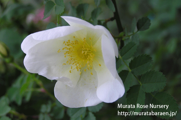 ロサ スピノシシマ - Rosa spinosissima