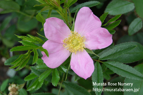 ロサ ニティダ - Rosa nitida