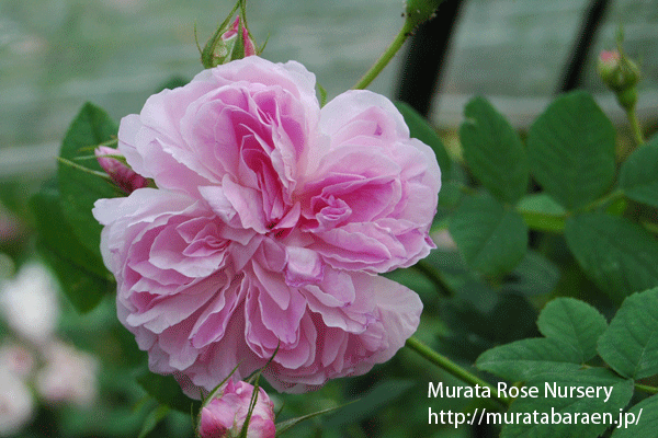 ブラッシュ ダマスク - 村田ばら園 Murata Rose Nursery
