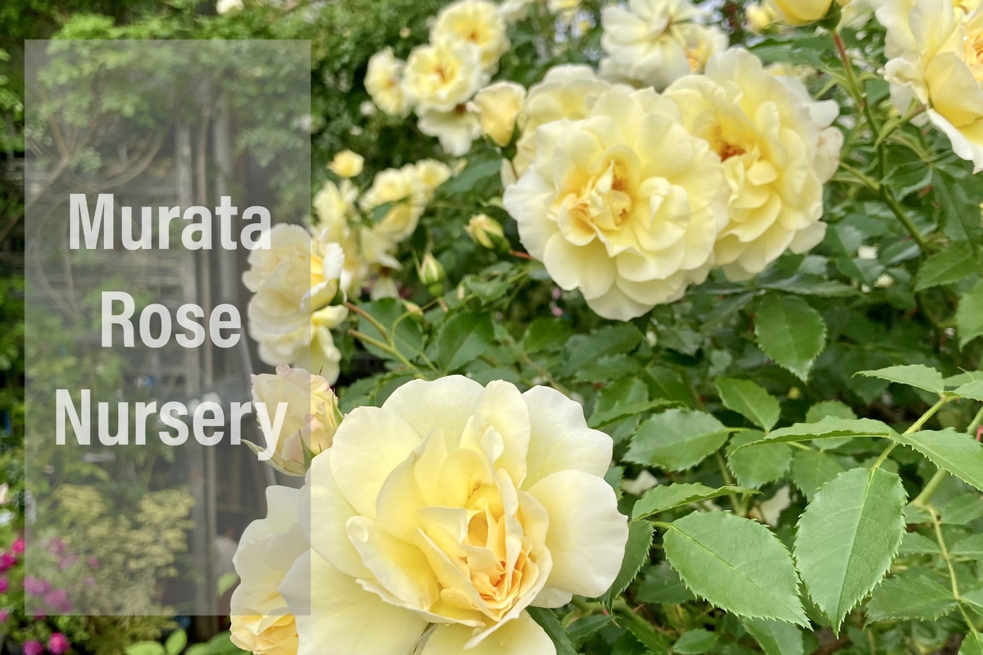 田村一「薔薇」 トップ - 村田ばら園 Murata Rose Nursery