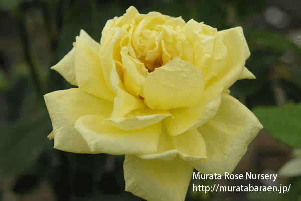 古花銘花への誘い Vol.1 - 村田ばら園 Murata Rose Nursery