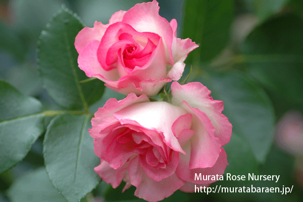 ストロベリー アイス 村田ばら園 Murata Rose Nursery ストロベリー アイス 村田ばら園 Murata Rose Nursery