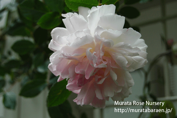 ロサ キネンシス アルバ - Rosa chinensis alba