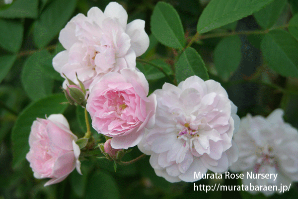 ポールズ ヒマラヤン ムスク ランブラー - Paul's Himalayan Musk Rambler