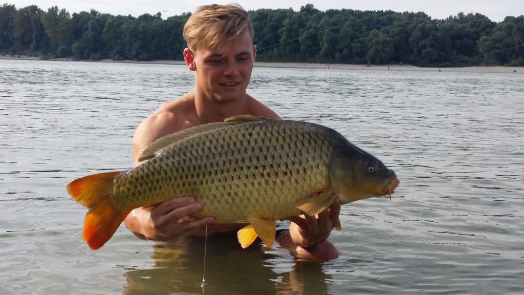 Mathias Germ - Karpfen - 8,5kg - August 2016 - Revier V