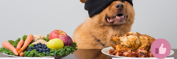 hundefutter, hundeallergien, futterwechsel, hunde fressen