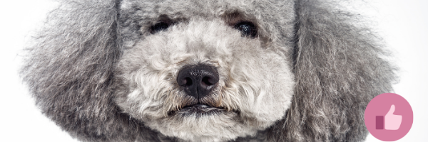 graupudel, großpudel, cdahund, blauhund,dilutehund, dilute