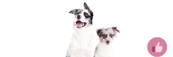merle hund, merle welpen, merle aussie