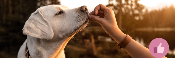 labrador, hundeleckerlies, hundesnack, dogsnack, kauartikel